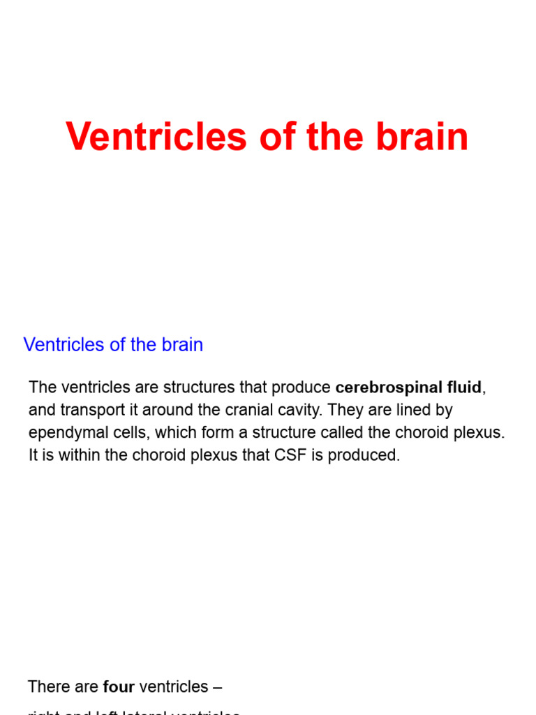 Ventricles of The Brain | PDF | Cerebrospinal Fluid | Human Anatomy