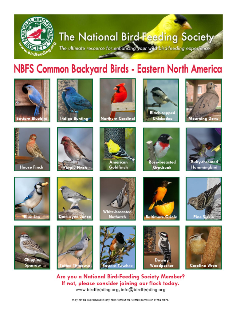 Bird Identification | PDF