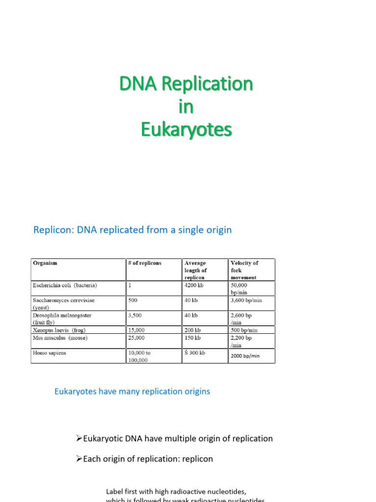 DNA Replication Eukaryotes | PDF | Dna Replication | Cell Cycle