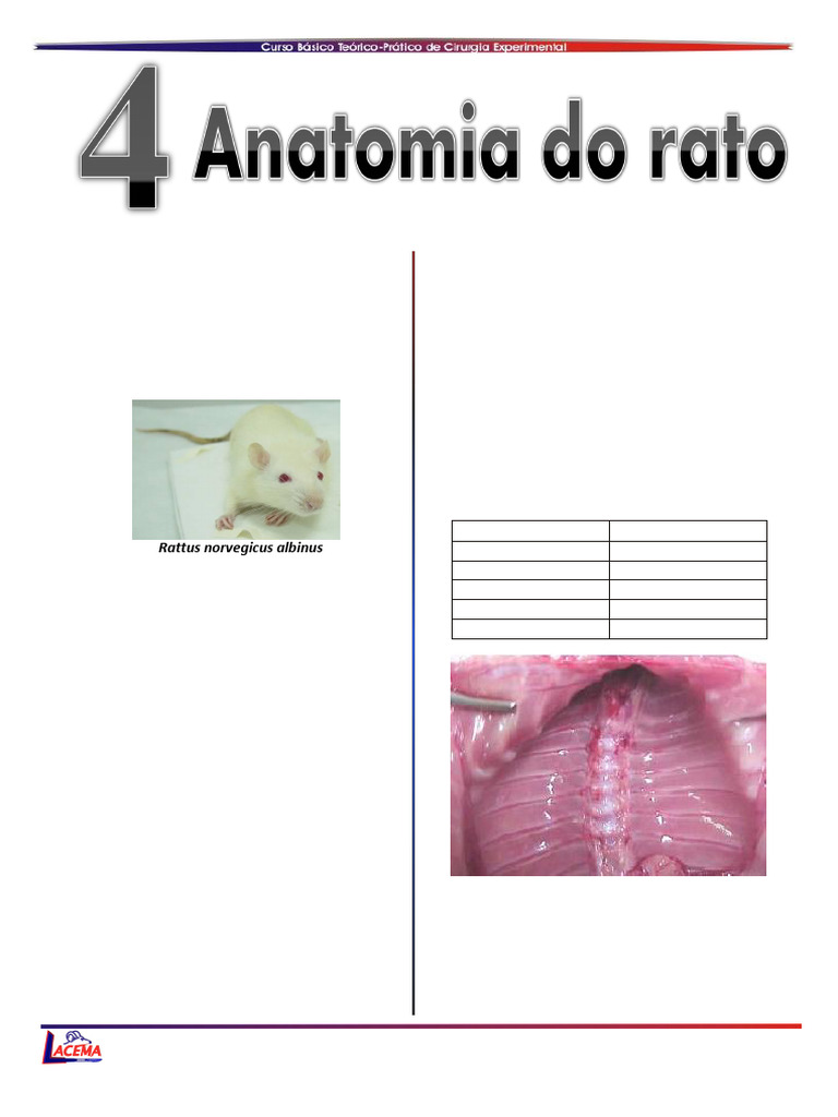 4.anatomia Do Rato | PDF