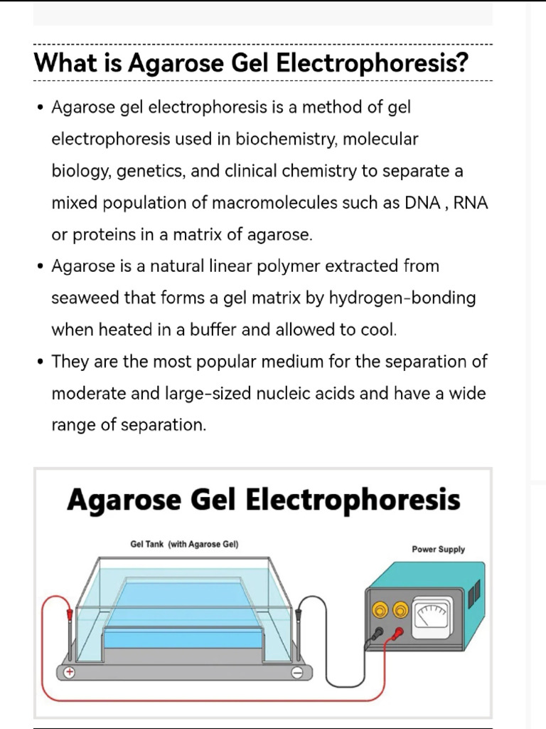 A2 Agarose Gel Electrophoresis | PDF | Gel Electrophoresis | Agarose ...