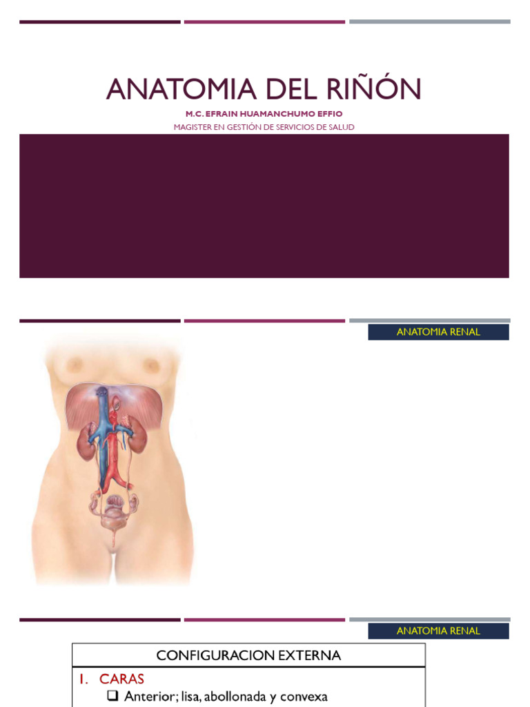 Anatomia Del Riñón 2025 | PDF
