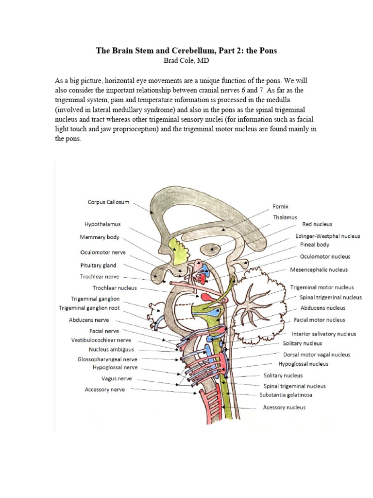 Brain Stem 2021 Part 2 Pons | PDF | Brainstem | Cerebellum