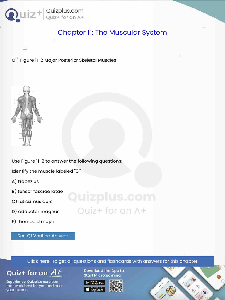 Identify The Muscle Labeled 6 | PDF | Anatomy