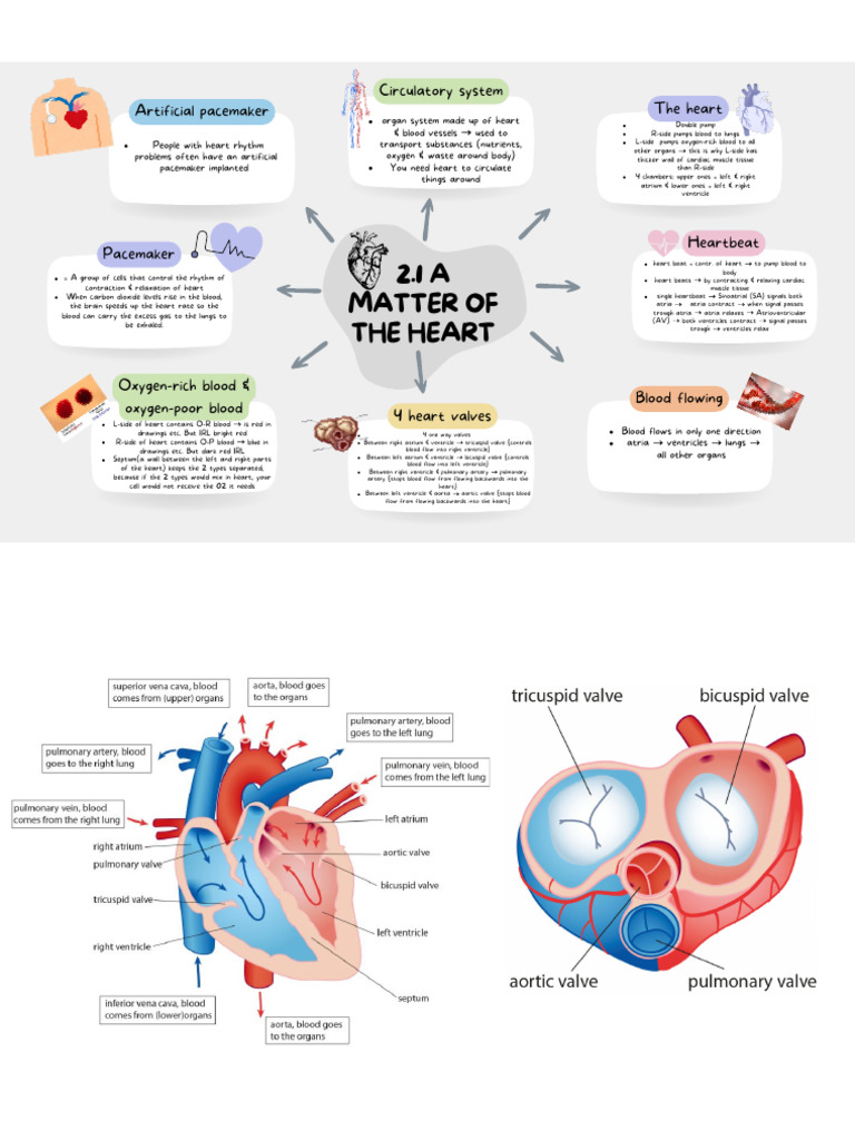MINDMAP Bio 2.1 A Mattter of The Heart | PDF | Heart | Ventricle (Heart)