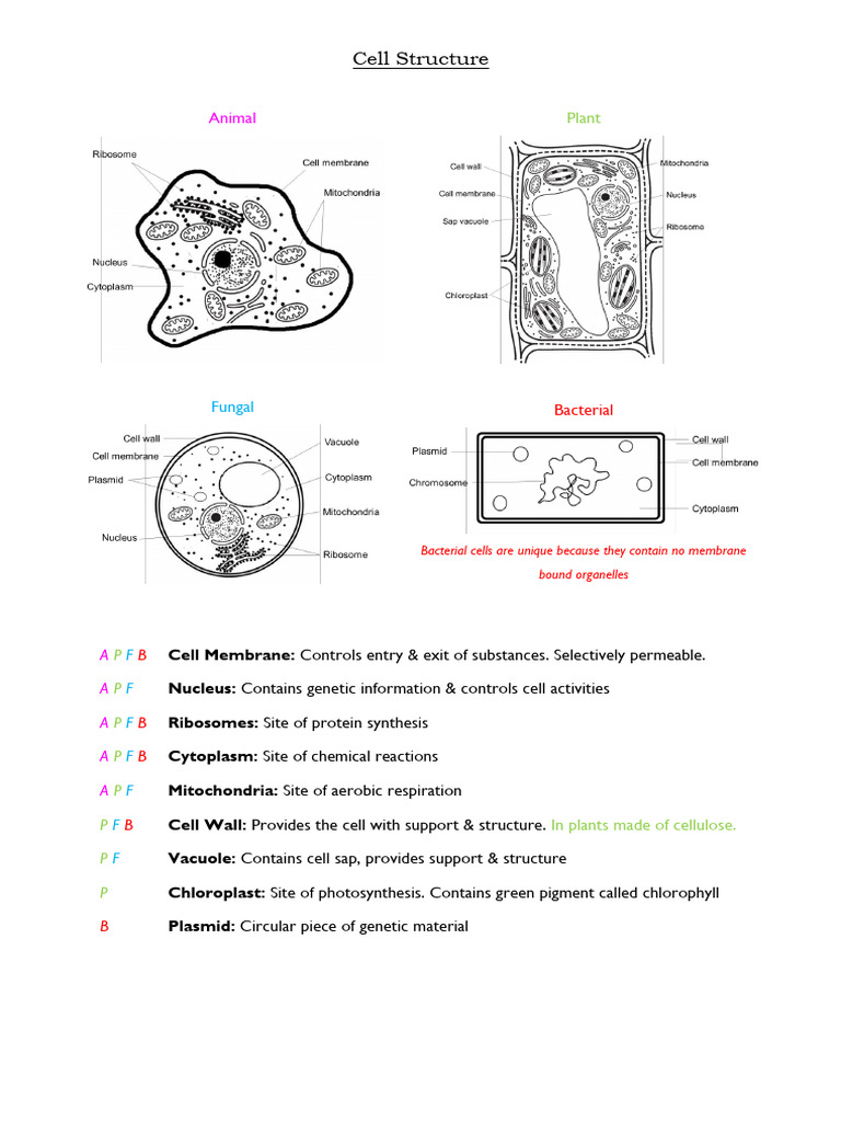 Cell Biology My Revision Notes | PDF | Cell (Biology) | Cellular ...