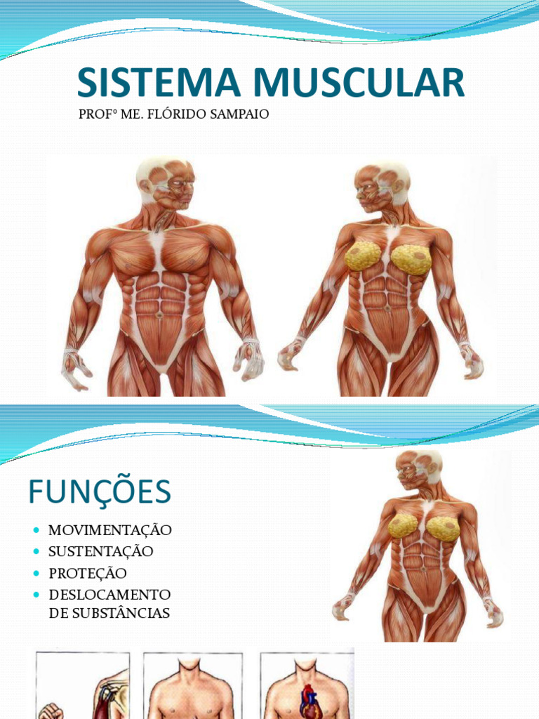 Slide Teã Rico Sistema Muscular | PDF