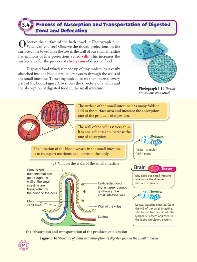 Science Form 2 | PDF | Small Intestine | Digestion