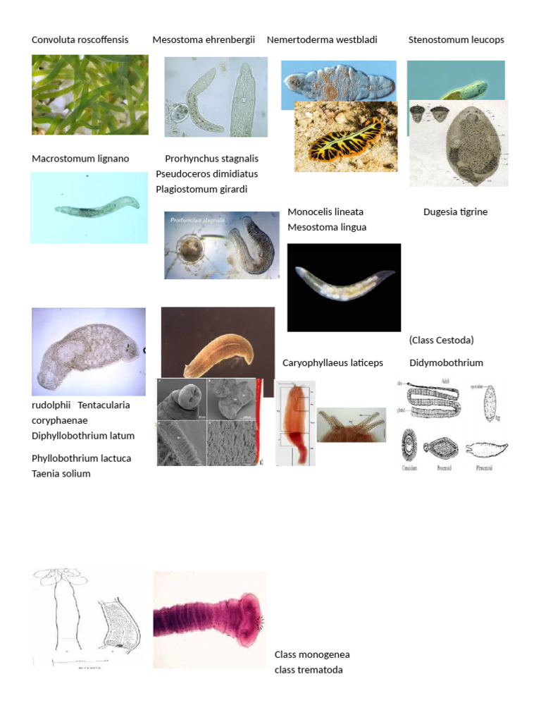 LABREPSS | PDF