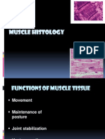 Muscle Histology