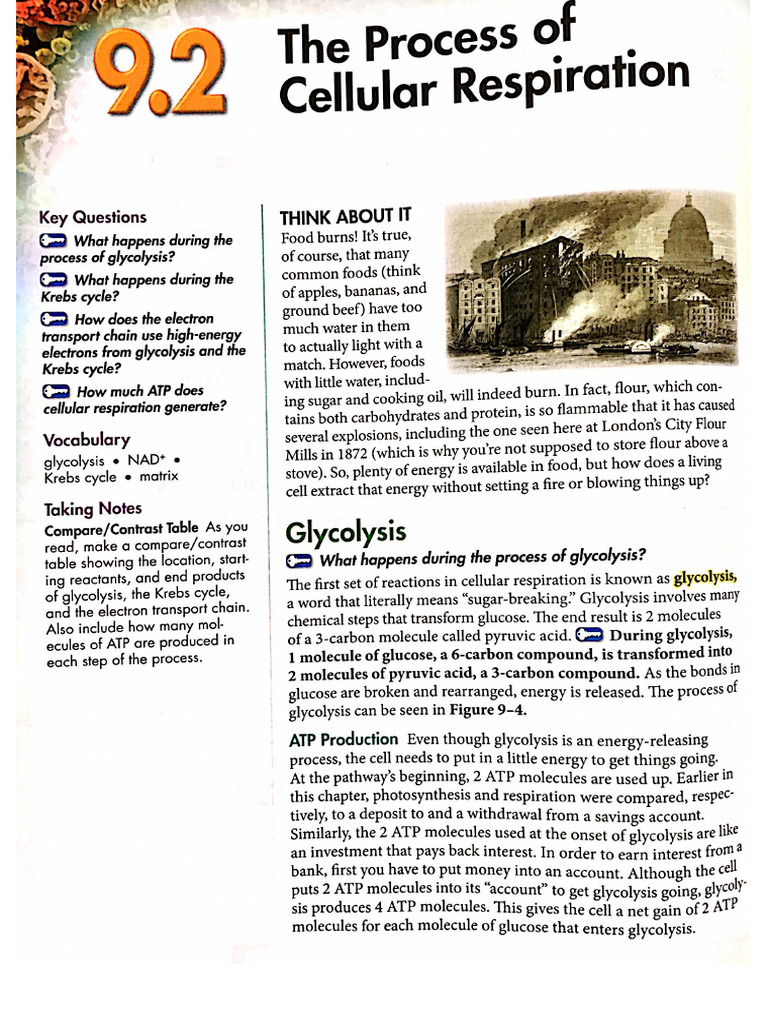 Cellular Respiration | PDF