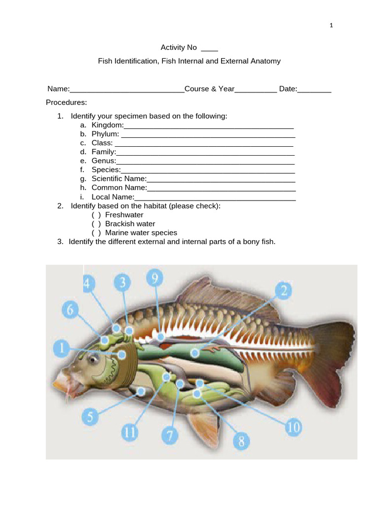Activity No Anatomy of Fishes | PDF