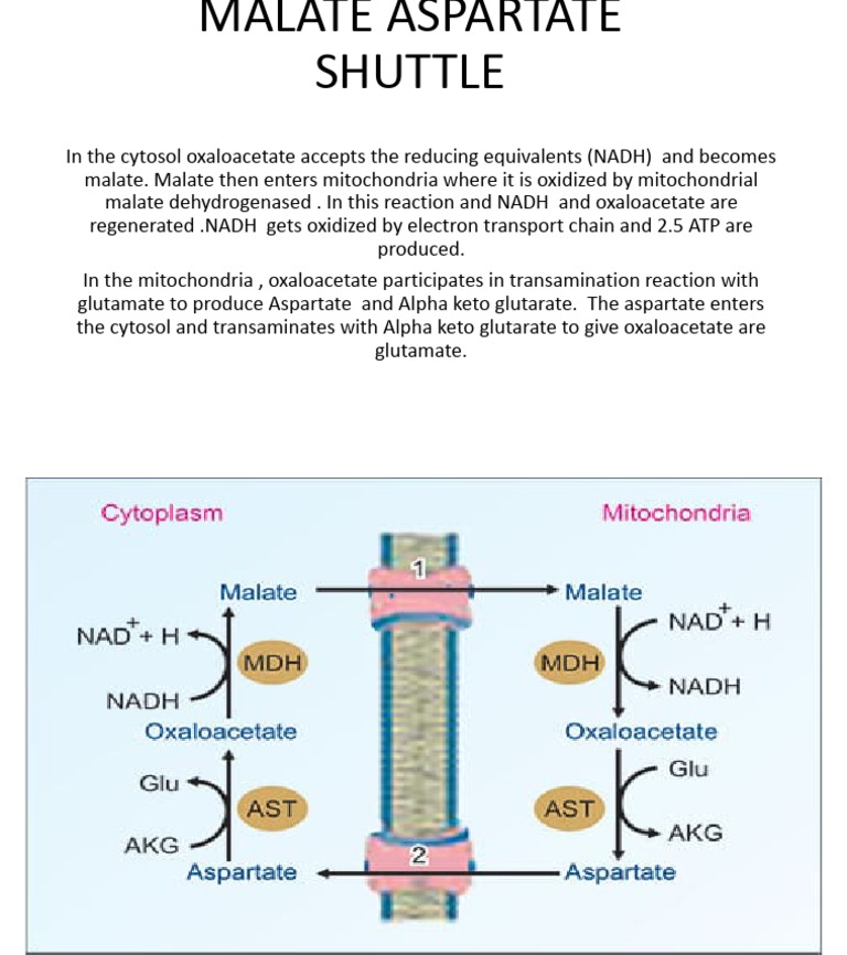 Malate Aspartate Shuttle | PDF