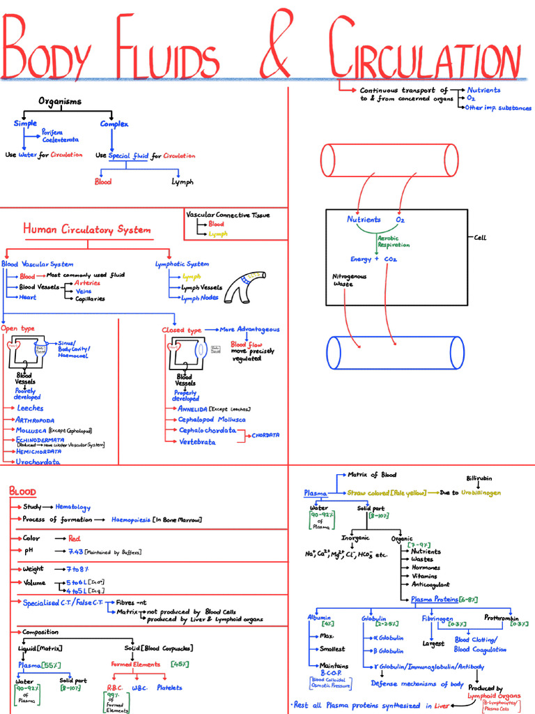 Body Fluids and Circulation | PDF