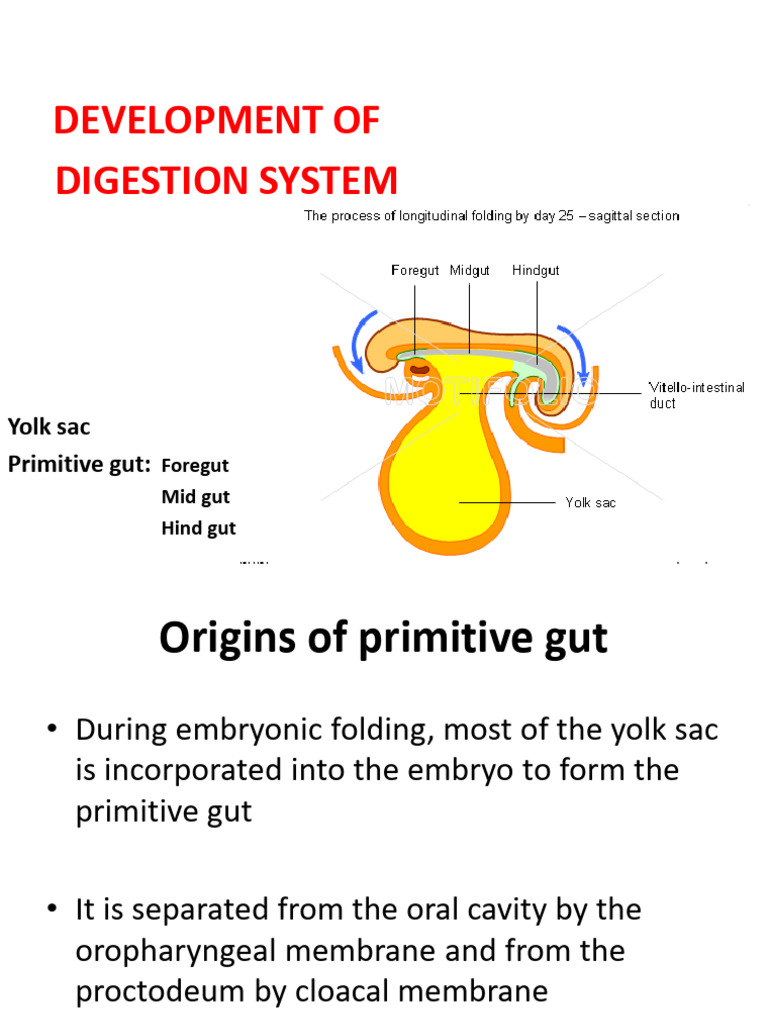 4.3. Development of Digestion System | PDF | Gastrointestinal Tract ...