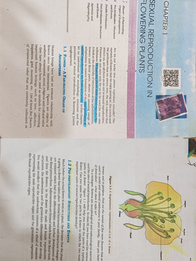 Sexual Reproduction in Flowering Plant Ncert Underline | PDF