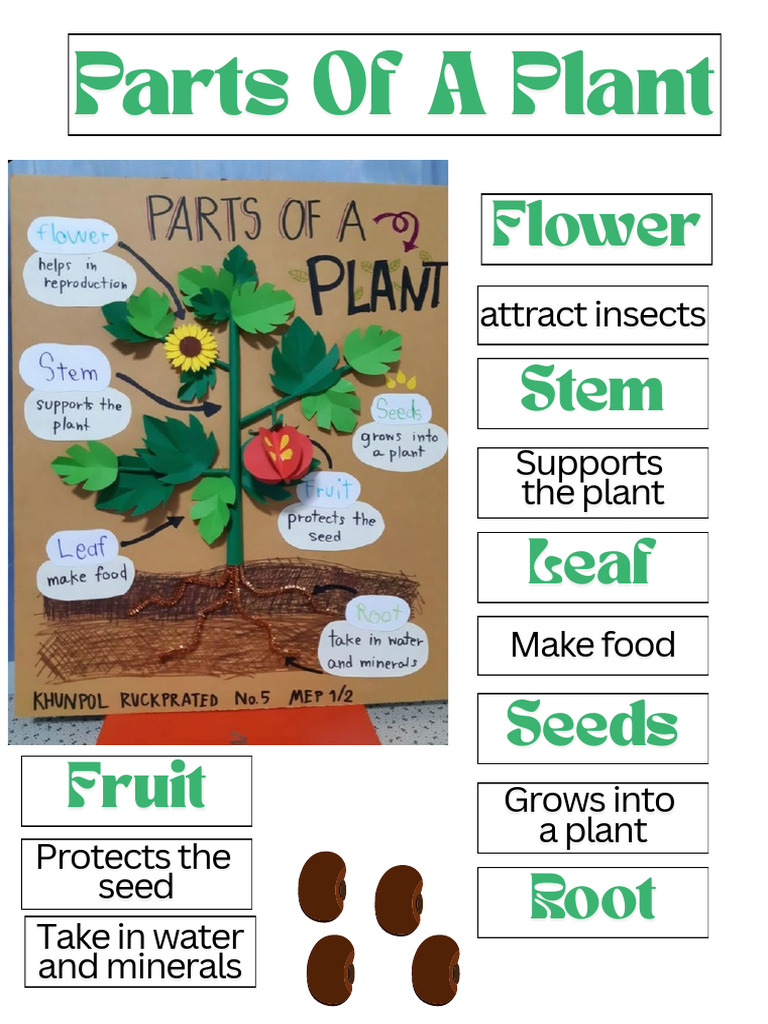 Year - 1 Science Fair | PDF