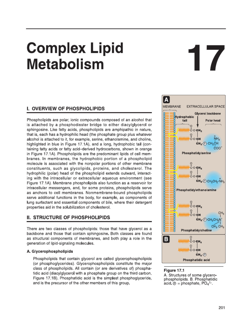 Lipid Metabolism | PDF