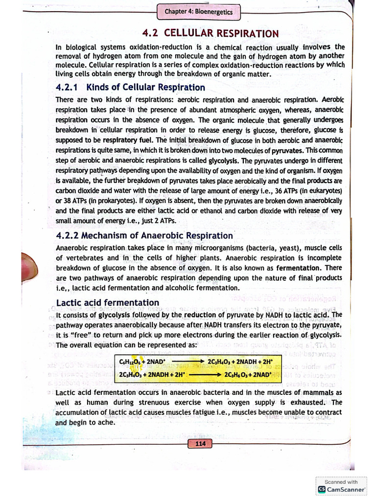 Cellular Respiration | PDF