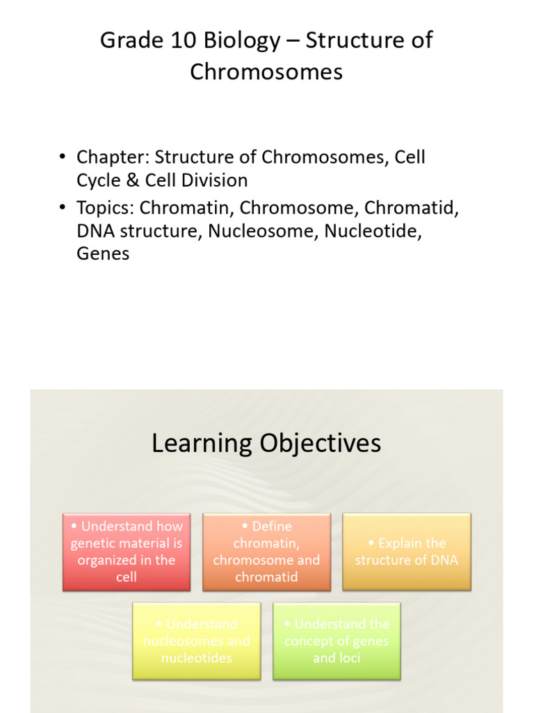 Icse Grade10 Chromosome Structure Lesson | PDF