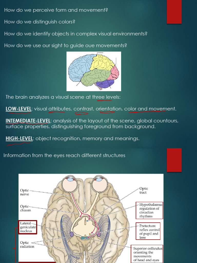 Visual System PDF | PDF