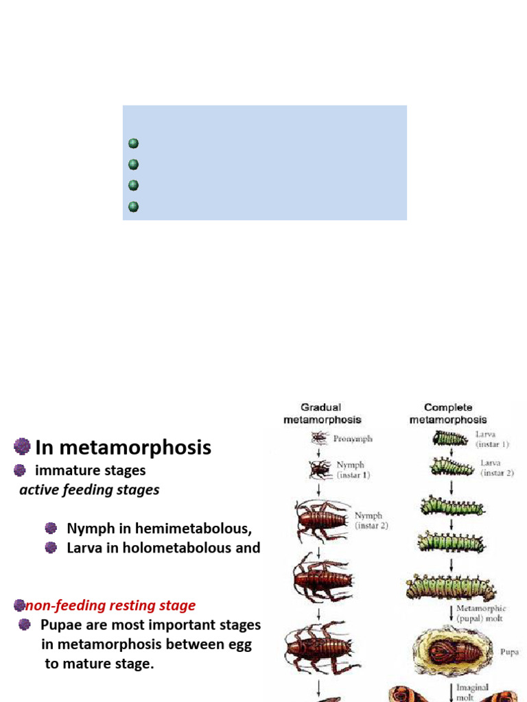 Lec 15 16 Types of Larvae and Pupae | PDF
