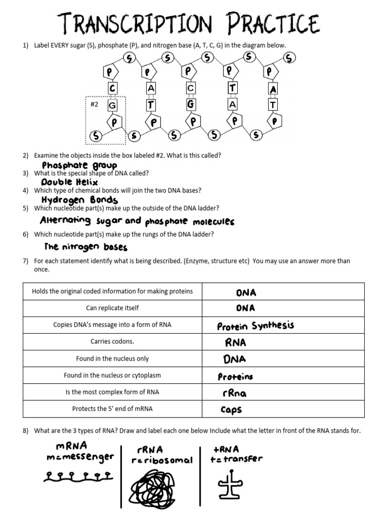 Transcription Practice 1 | PDF | Rna | Dna