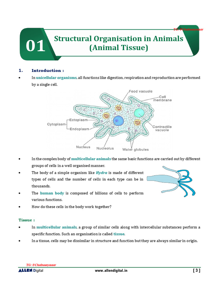 Structural Organization in Animals | PDF | Epithelium | Connective Tissue