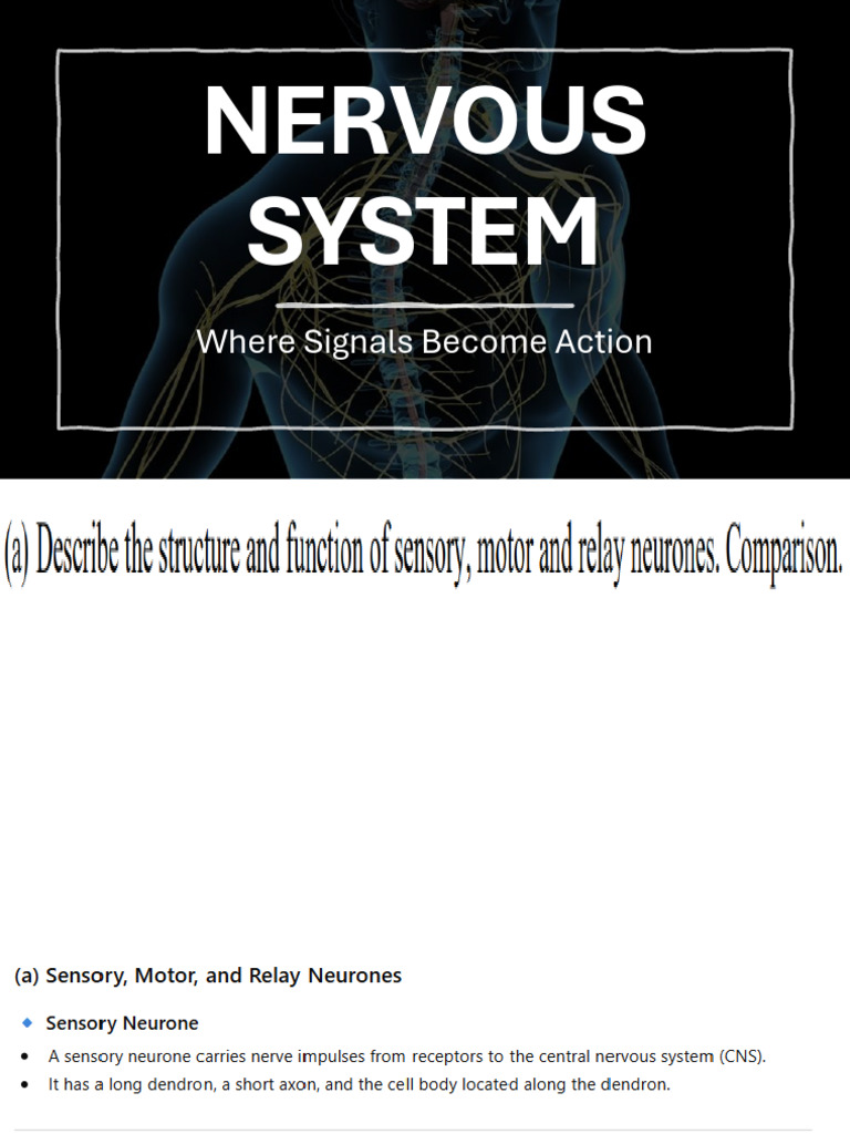 NERVOUS SYSTEM Complete Notes | PDF