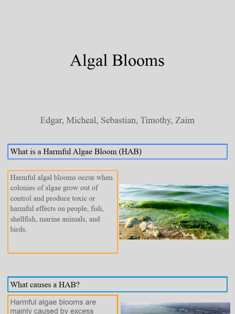Algae Bloom Presintation | PDF