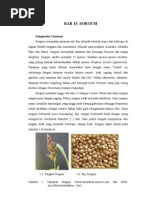 Download Sorgum1 by GithaEkaRosalina SN102007157 doc pdf