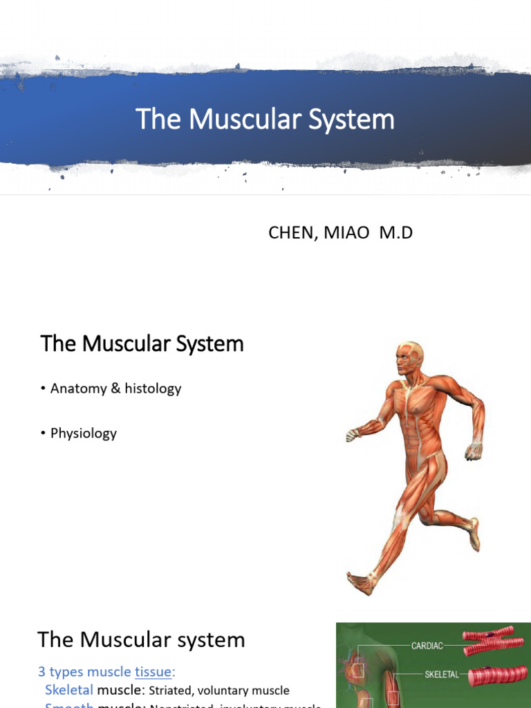 401 The Muscular System | PDF | Skeletal Muscle | Muscle Contraction