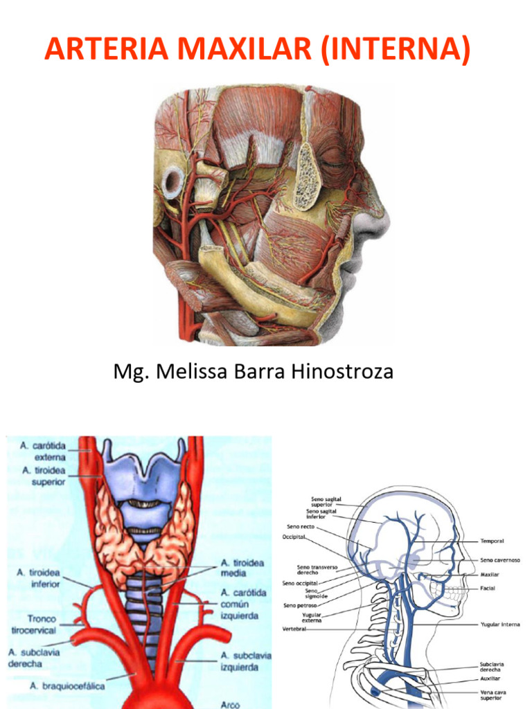 Arteria Maxilar Interna y Glándulas Salivales. | PDF | Anatomía humana ...