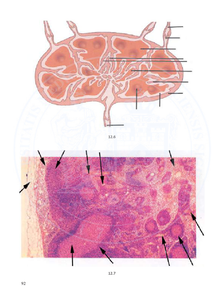 Histology, Cytology and Embryology Student Guide Lab Manual 92 182p | PDF