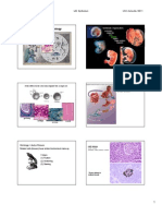 Histology 2