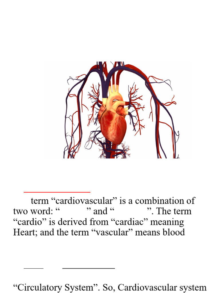 Cardiovascular System | PDF | Circulatory System | Heart
