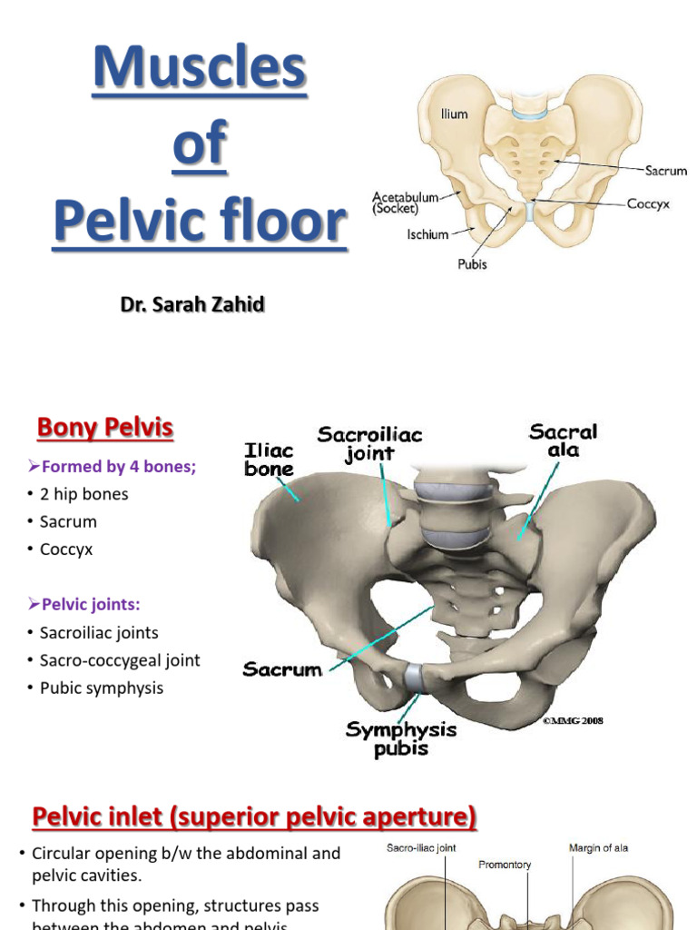 Lec 1. Pelvic Floor Muscles | PDF | Pelvis | Musculoskeletal System