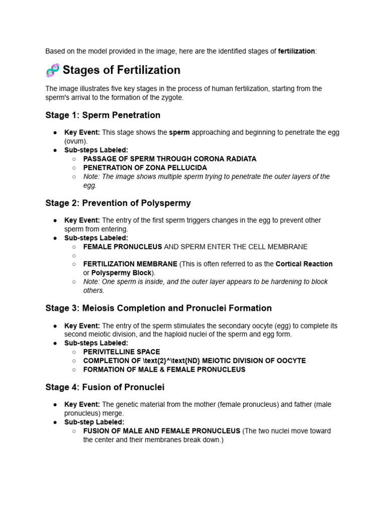 Stages of Fertilization... | PDF | Fertilisation | Sperm