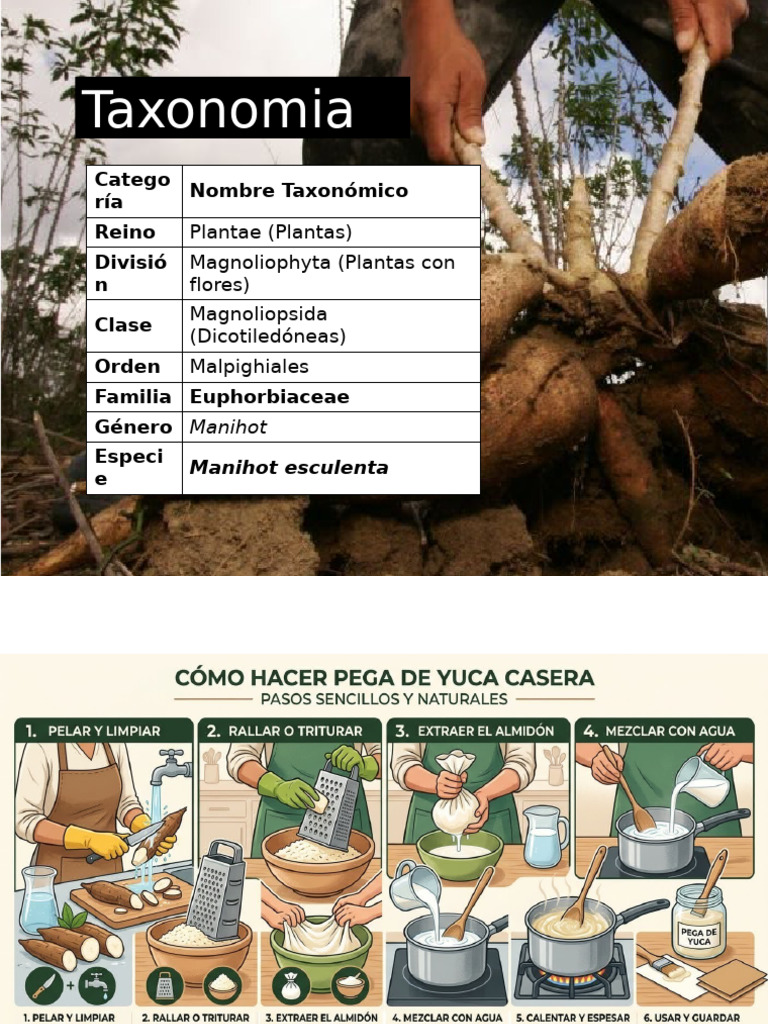DISTINTIVOS | PDF