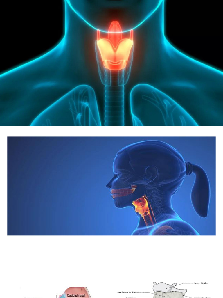 Anatomía Laríngea 2026 | PDF
