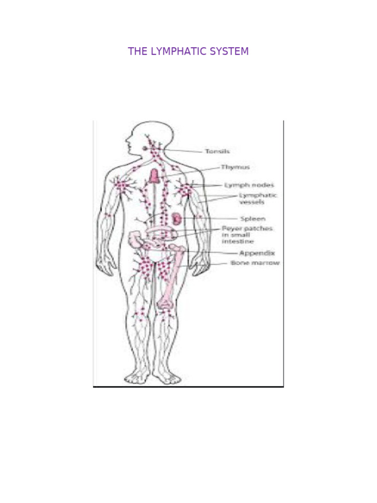 The Lymphatic System | PDF | Lymph | Lymphatic System