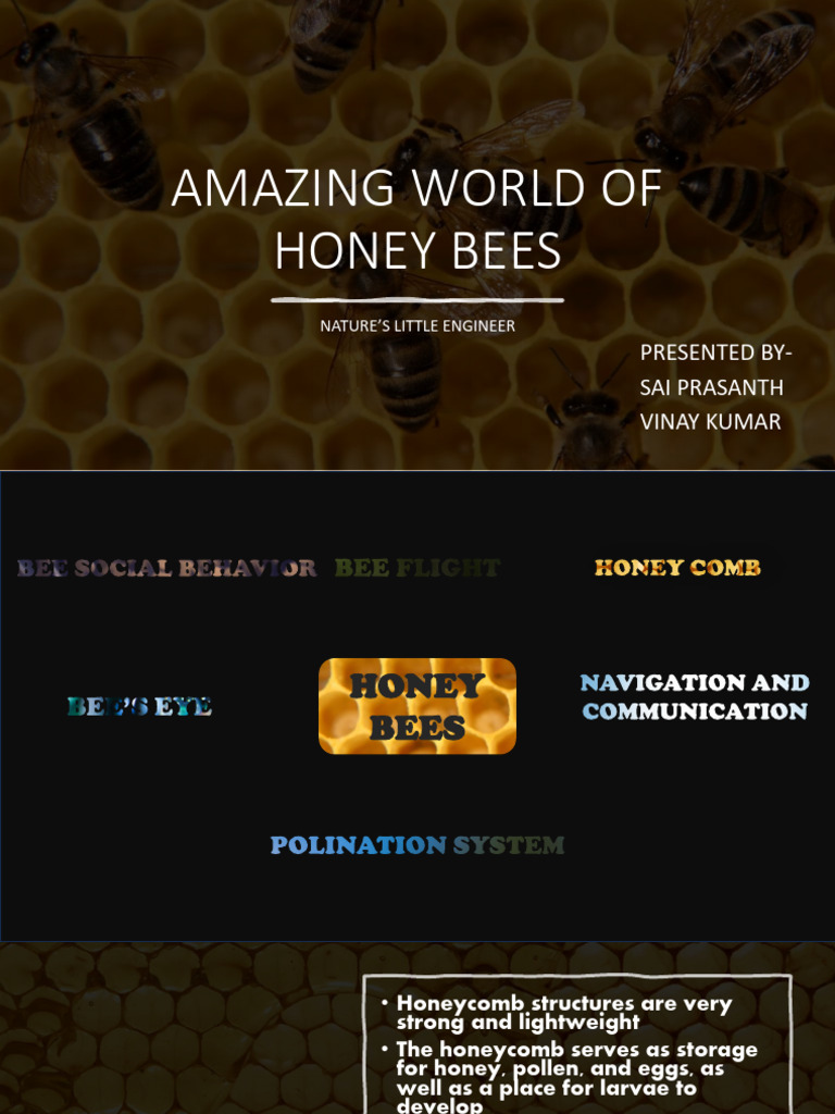 Honey Bee | PDF | Honey Bee | Bees