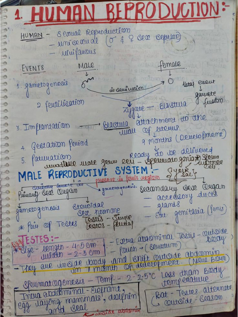 Human Reproduction Class 12th Notes | PDF