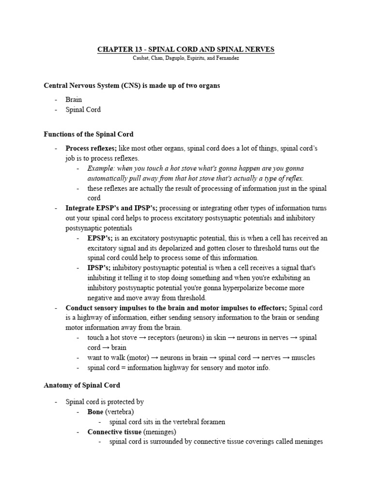 Chapter 13 - Spinal Cord and Spinal Nerves | PDF | Spinal Cord | Motor ...