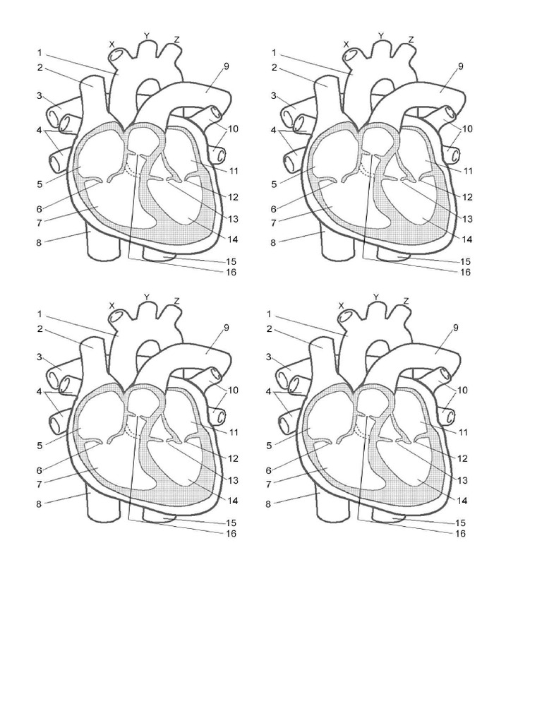Label The Heart | PDF