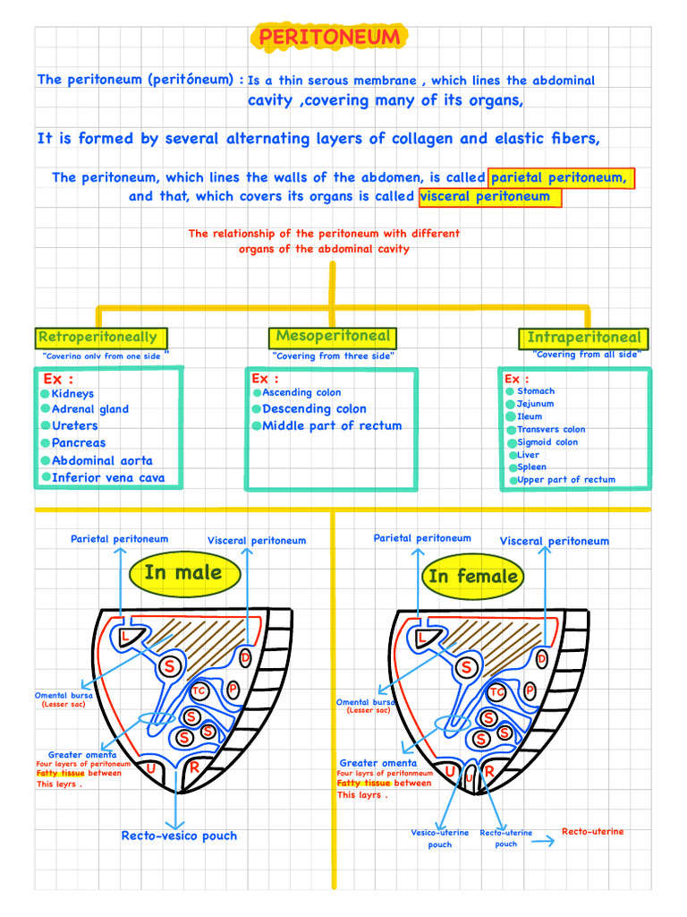 Peritoneum of Human Stomach Mbbs 1st Year | PDF | Peritoneum | Abdomen