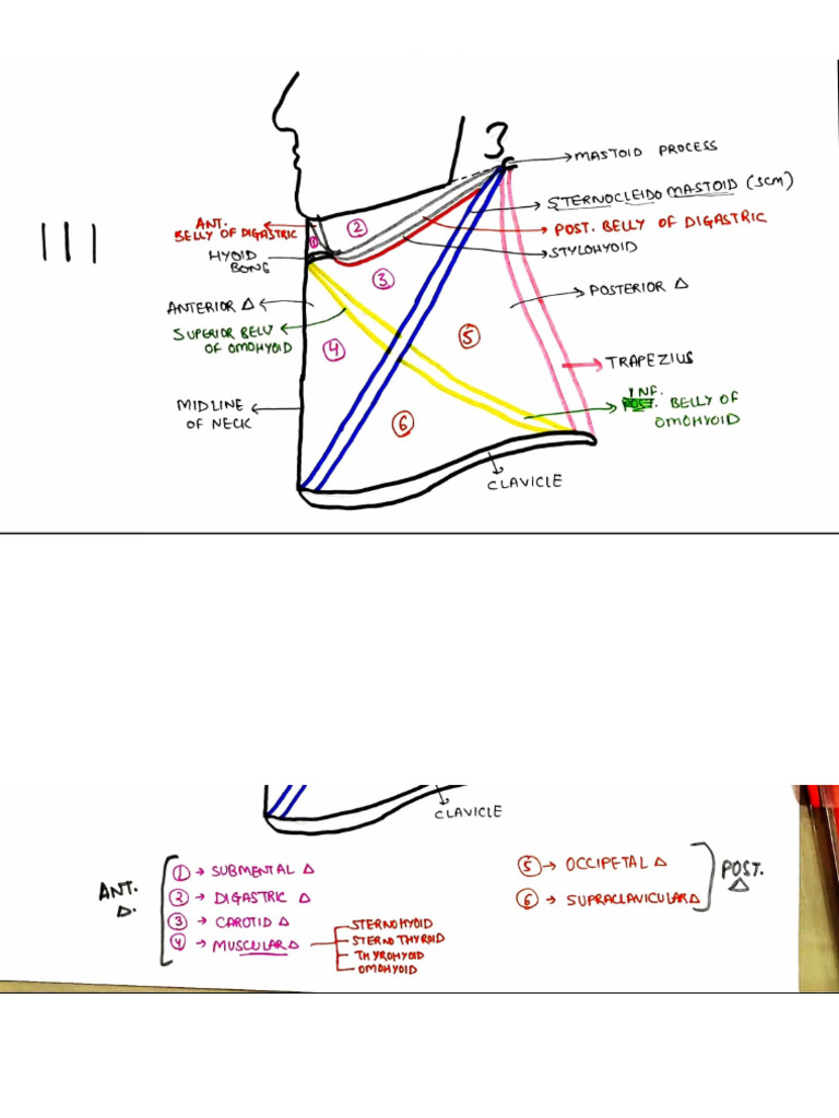 Triangles of The Neck | PDF