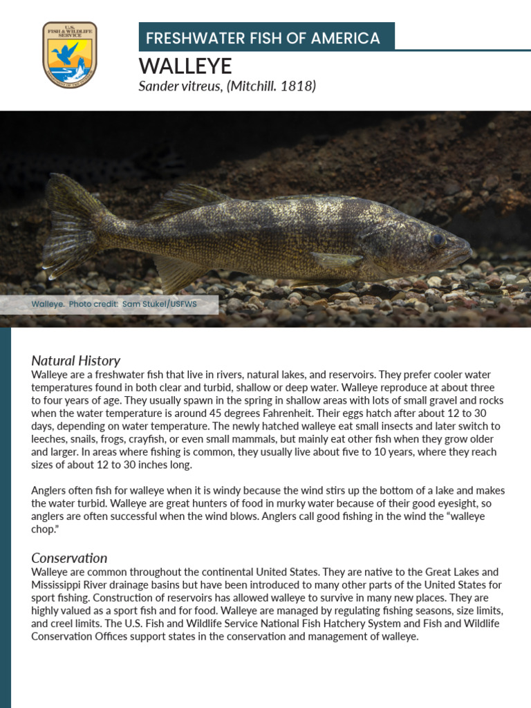 Walleye | PDF | Fish