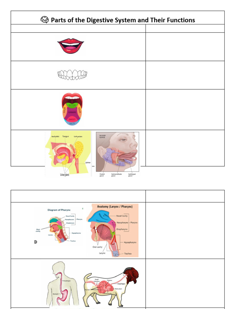 Lec 4c Parts of The Digestive System and Their Functions | PDF ...