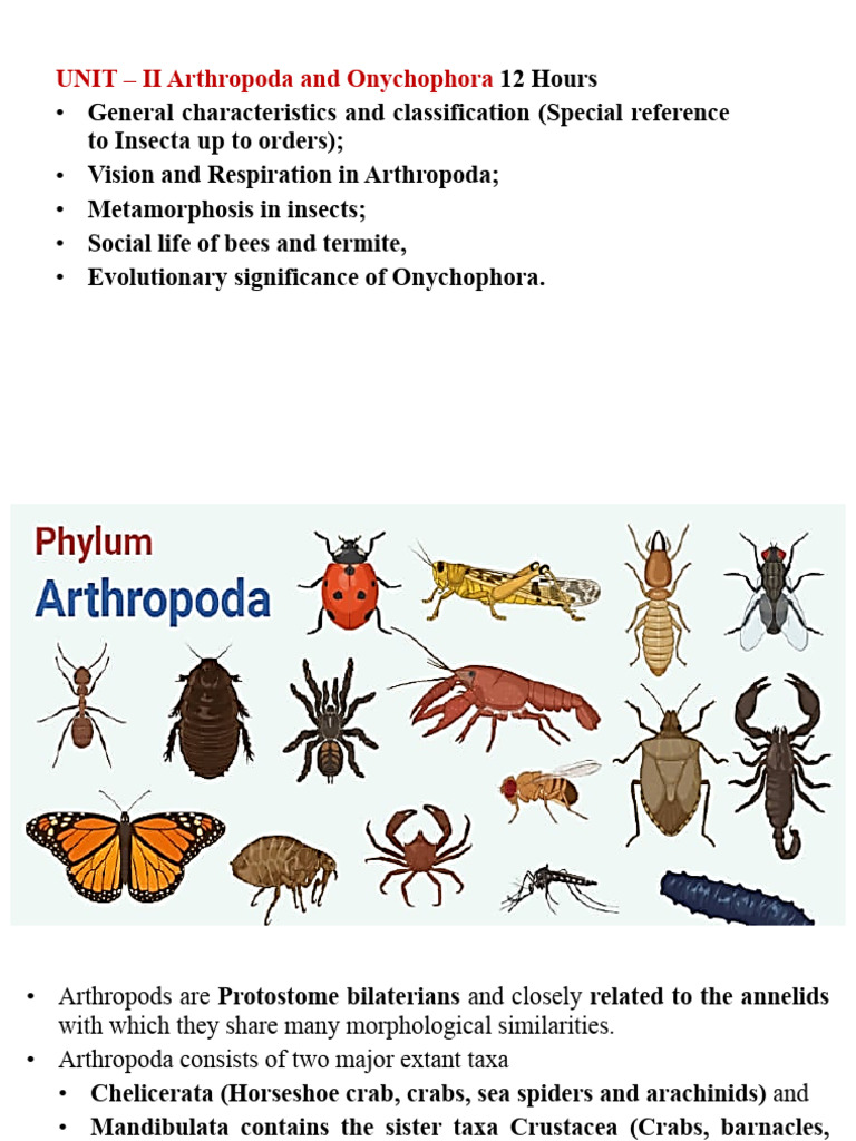Unit 2 Arthropoda General Characteristics | PDF | Hexapoda | Embryo